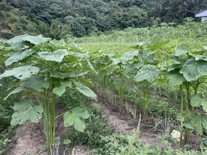 2023-7-5 野菜セット