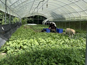 2023-8-30 野菜セット