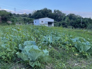2023-11-29 野菜セット