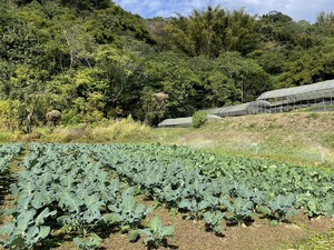 2024-1-3 野菜セット