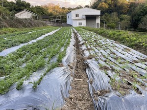 2024-1-10 野菜セット