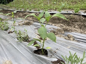 2024-6-5 野菜セット