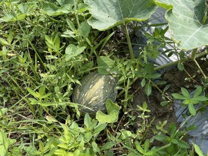 2024-6-12 野菜セット
