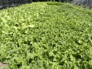 2024-7-10 野菜セット