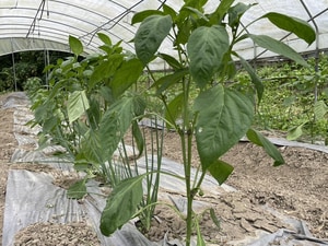 2025-4-29 野菜セット 