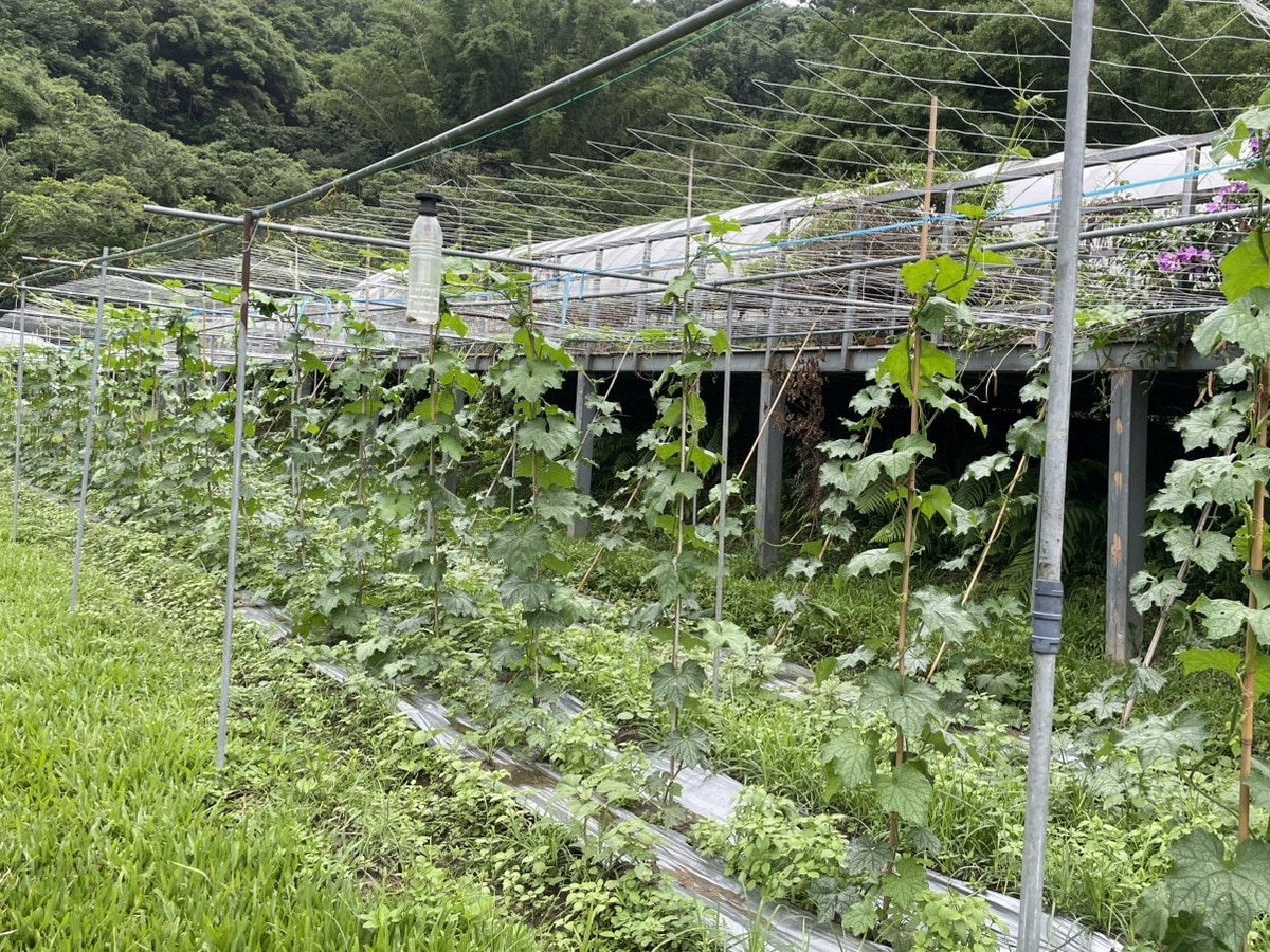 2025-5-27 野菜セット