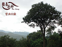 雲南普洱茶-生茶與熟茶．國昌普洱茶