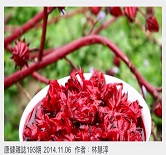 好棒！每天喝２００cc溫熱洛神花茶，血脂濃度降２成