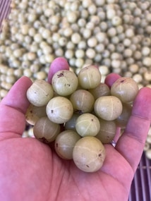 703油甘果乾第3張小圖