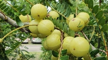 704油甘果茶第1張小圖