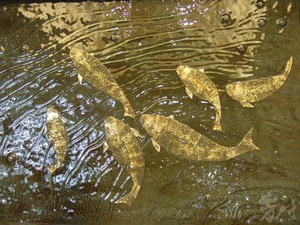 窯燒藝術玻璃-悠游