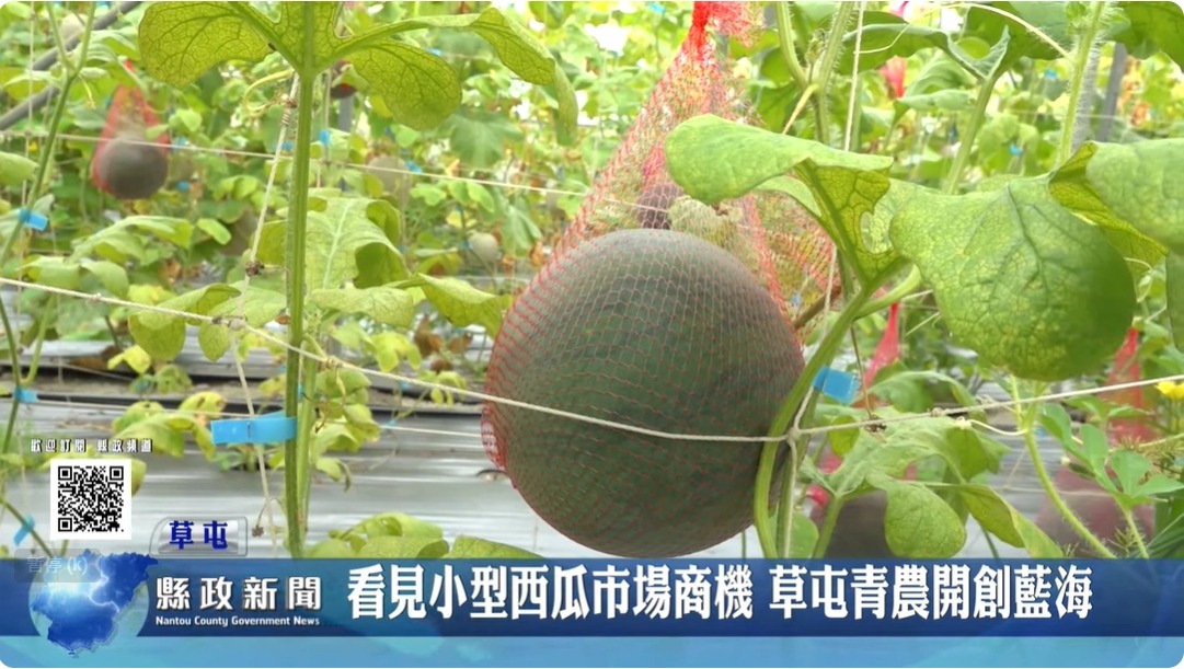 看見小型西瓜市場商機 草屯青農開創瓜果新藍海｜南投縣政新聞 2024.05.31