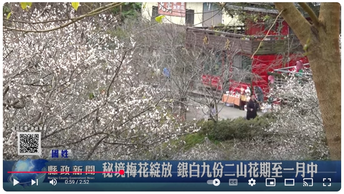 秘境梅花綻放 銀白九份二山花期至一月中｜南投縣政新聞 2025.01.10