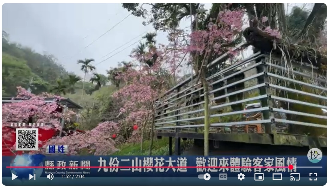 九份二山櫻花大道 歡迎來體驗客家風情｜南投縣政新聞 2025.02.14
