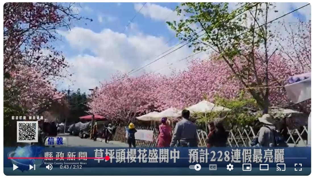 草坪頭櫻花盛開中 預計228連假最亮麗｜南投縣政新聞 2025.02.26