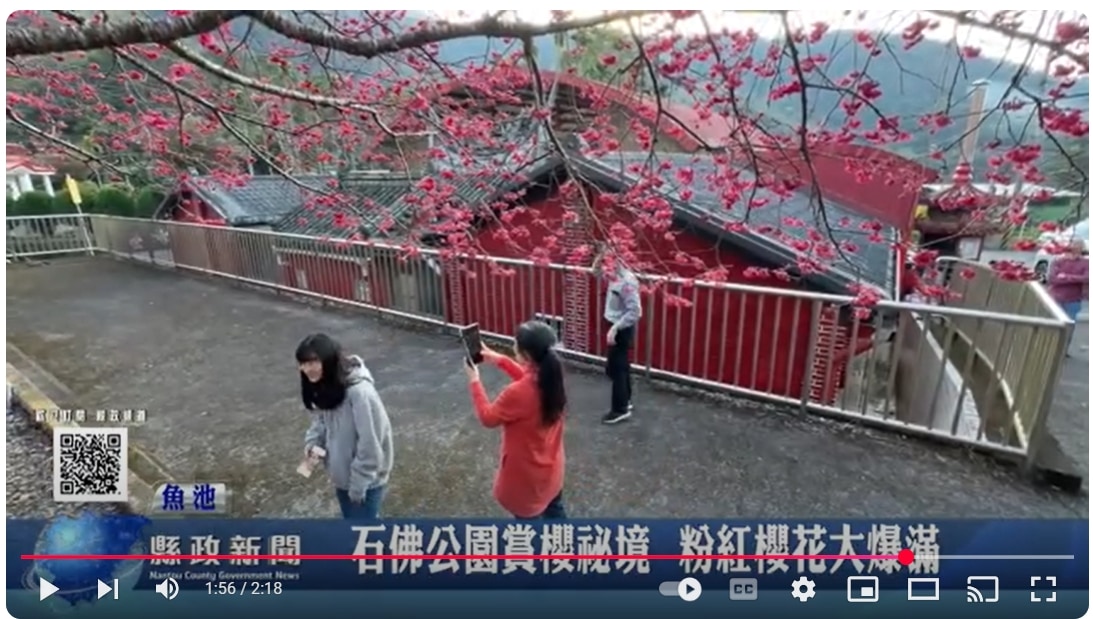 石佛公園賞櫻祕境 粉紅櫻花大爆滿｜南投縣政新聞 2025.02.27