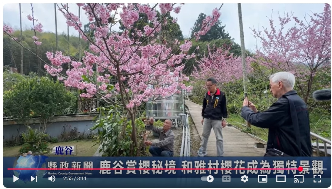 鹿谷賞櫻秘境 和雅村櫻花成為獨特景觀｜南投縣政新聞 2025.03.04