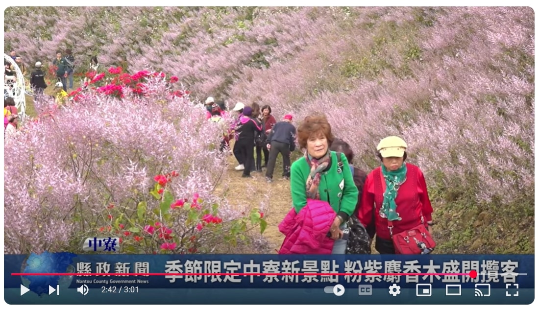 季節限定中寮新景點 粉紫麝香木盛開攬客｜南投縣政新聞 2025.03.05