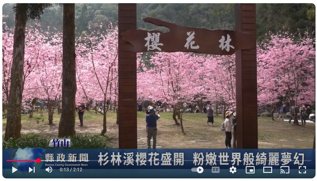 杉林溪櫻花盛開 粉嫩世界般綺麗夢幻｜南投縣政新聞 2025.03.05