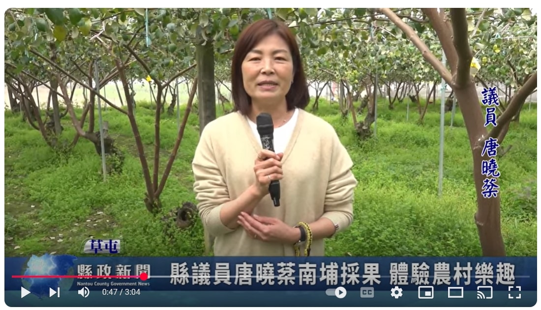 縣議員唐曉棻南埔採果 體驗農村樂趣｜南投縣政新聞 2025.03.06