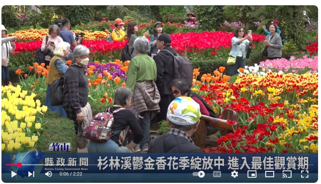 杉林溪鬱金香花季綻放中 進入最佳觀賞期｜南投縣政新聞 2025.03.07