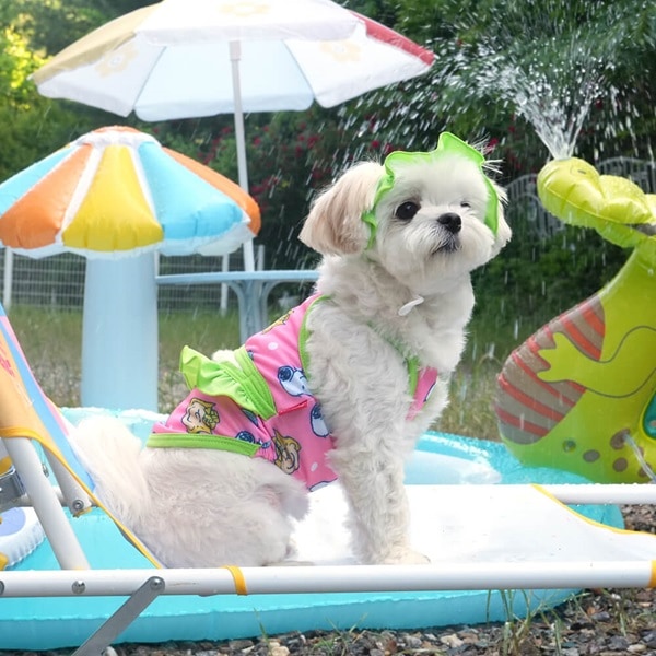 4. BUTTERFLY CROP T SHIRT 首圖