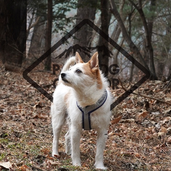 19. PEANUTS VINTAGE COLOR STRIPE T SHIRT 首圖