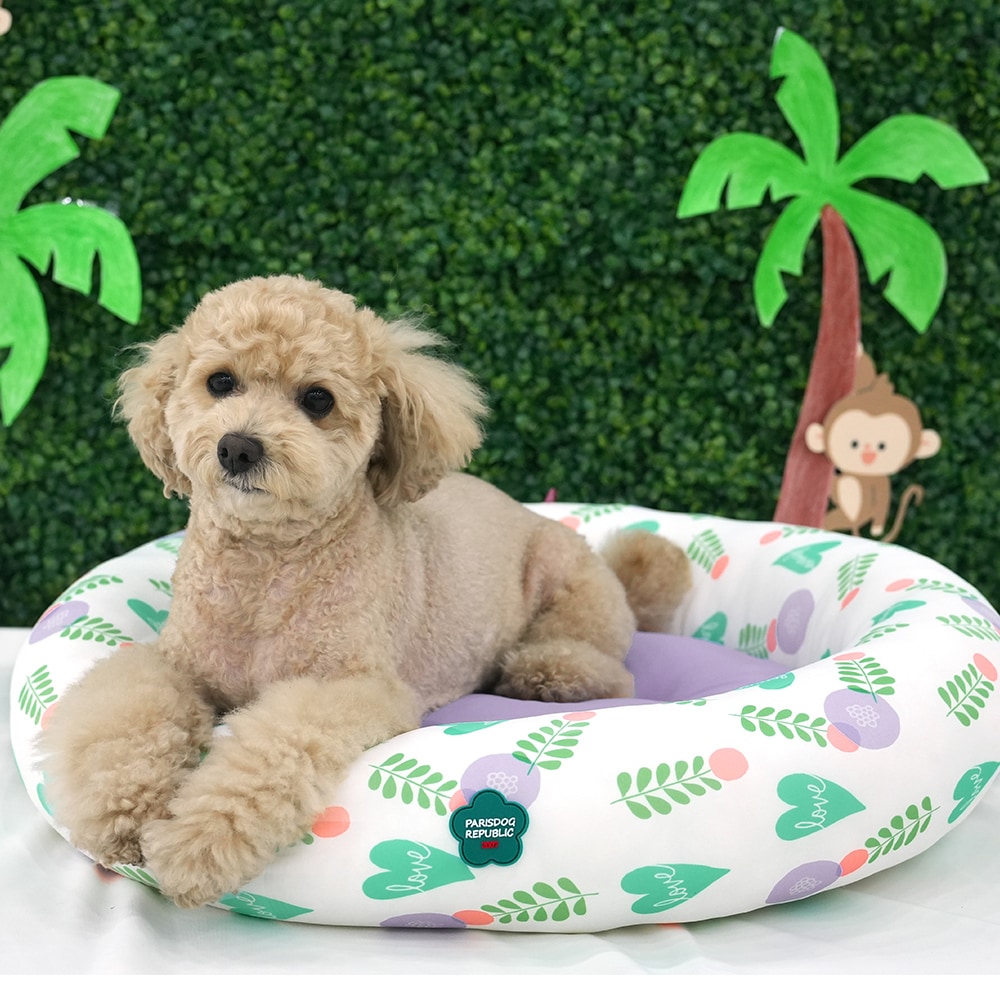 37. BEAR COOL REVERSIBLE BED 首圖