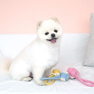 韓國【ParisDog】球球純棉繩結玩具-顏色隨機出貨 (寵物玩具)