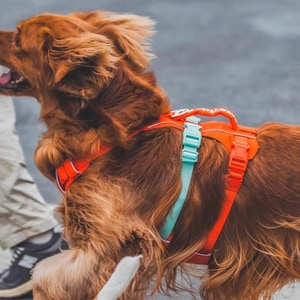 【VitalWave 元氣光波】幻彩執手 三爪胸背帶 (寵物胸背帶)