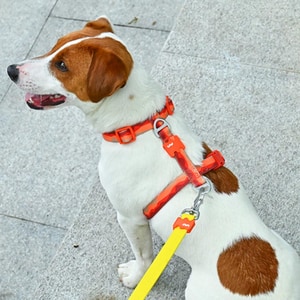 【VitalWave 元氣光波】漸變山海系列 工字型胸背帶 (寵物胸背帶)