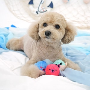 【ParisDog】海底生物互動啾啾球 (寵物玩具)