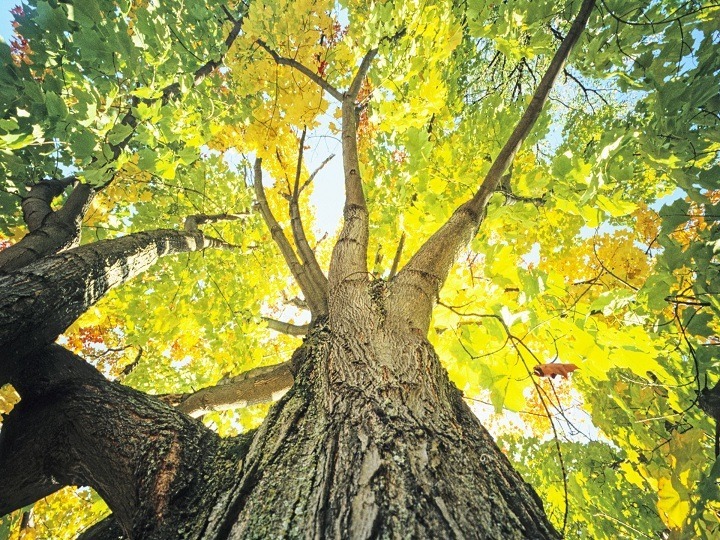 Operation Research-Chiang, CC