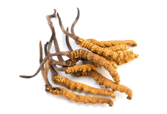 科普知識 :冬蟲夏草是蟲? 是草? 如何劃分冬蟲夏草的等級規格 科普知識 :冬蟲夏草是蟲? 是草? 如何劃分冬蟲夏草的等級規格