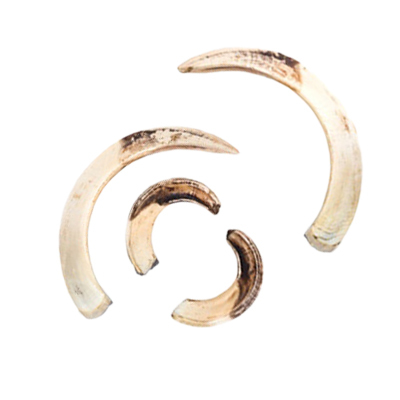 獸牙獸角(非保育類) 收購