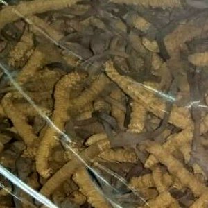 冬蟲夏草 中藥材收購價價格