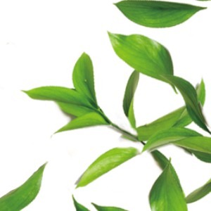 茶 茶