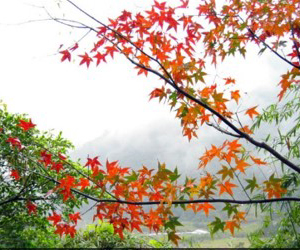 宜蘭大學實驗林場