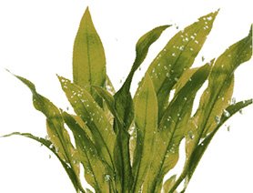 褐藻精華