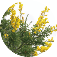 抗痘精華液特別添加 - 百勞金雀花