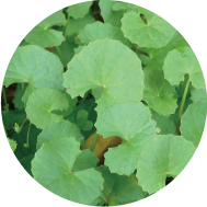 抗痘精華液特別添加 - 雷公根