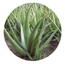 蘆薈