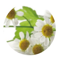 洋甘菊