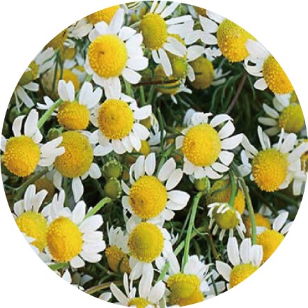 洋甘菊