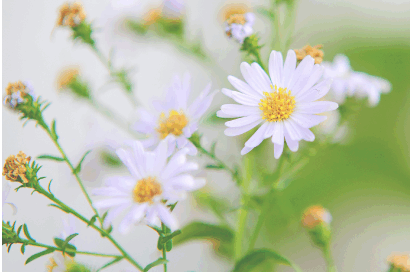 親親海洋隔離乳_10