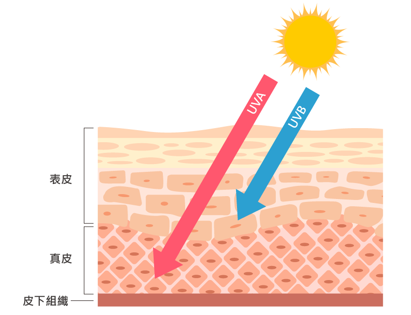 親親海洋隔離乳_17