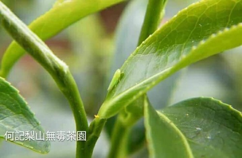 茶-a1
