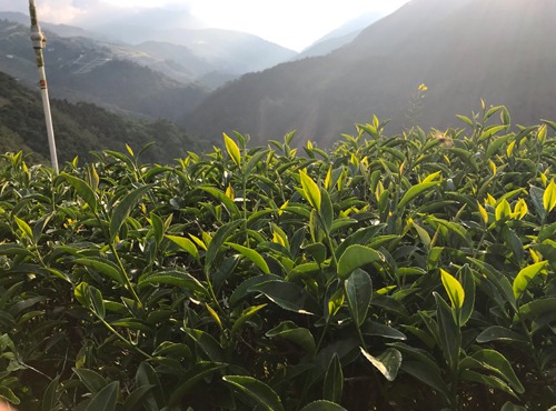 茶-5