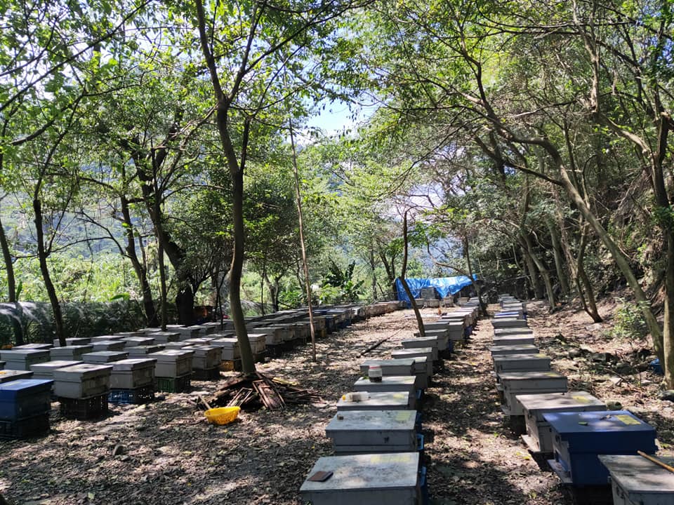 蜂蜜曉築養蜂場-谷關森林蜜 蜂蜜曉築養蜂場-谷關森林蜜