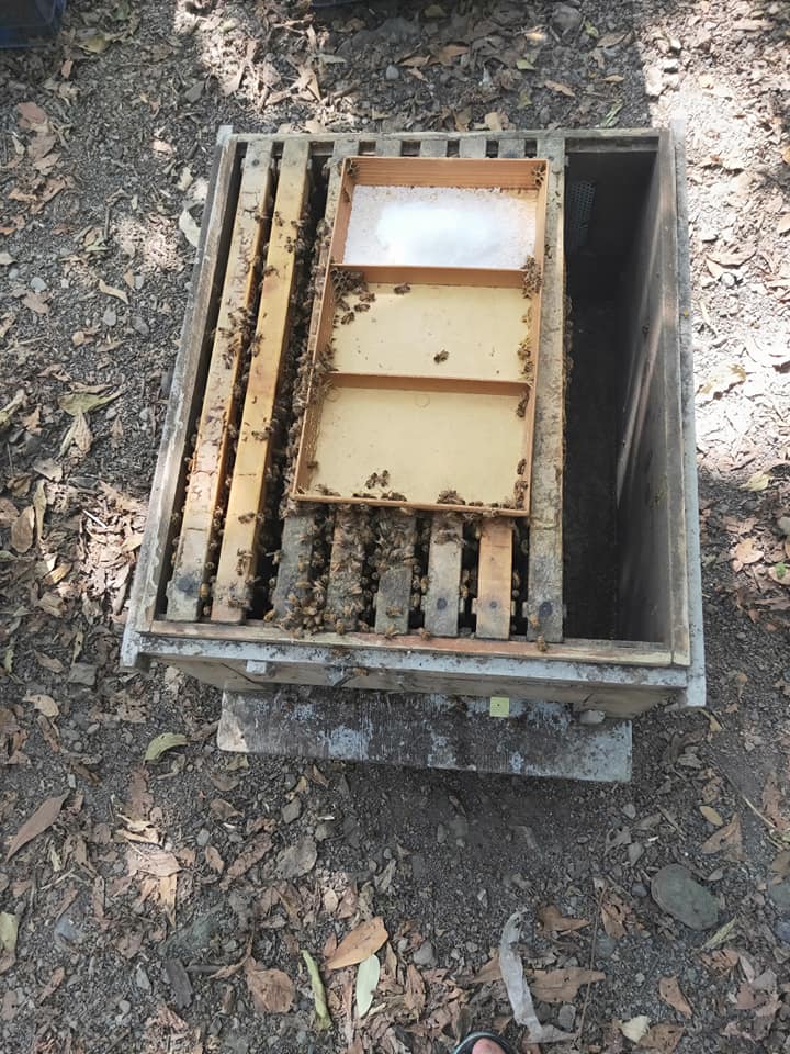 蜂蜜曉築養蜂場-谷關森林蜜 蜂蜜曉築養蜂場-谷關森林蜜